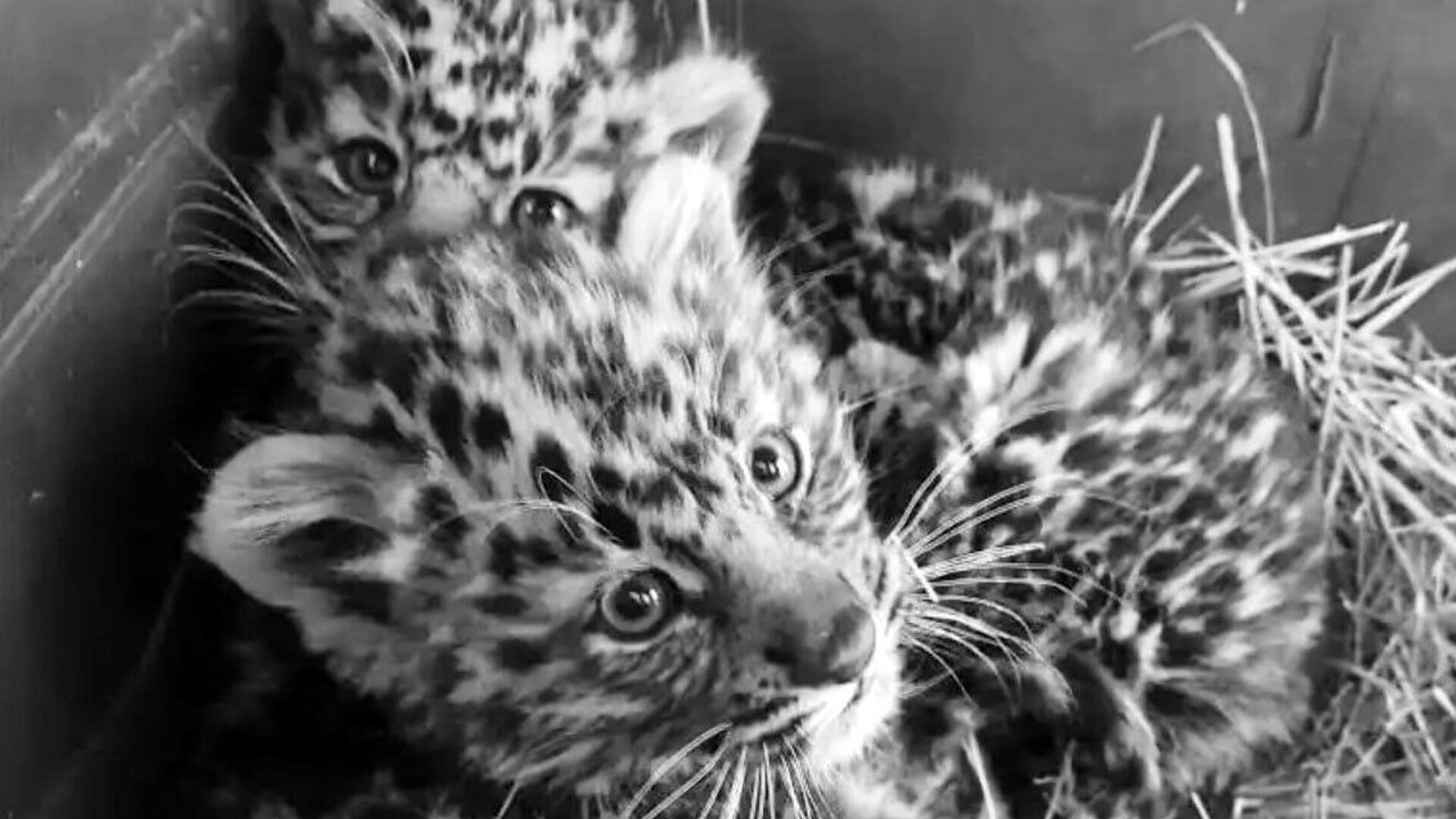 Котята дальневосточного леопарда, найденные на трассе в Приморье - РИА Новости, 1920, 17.01.2023