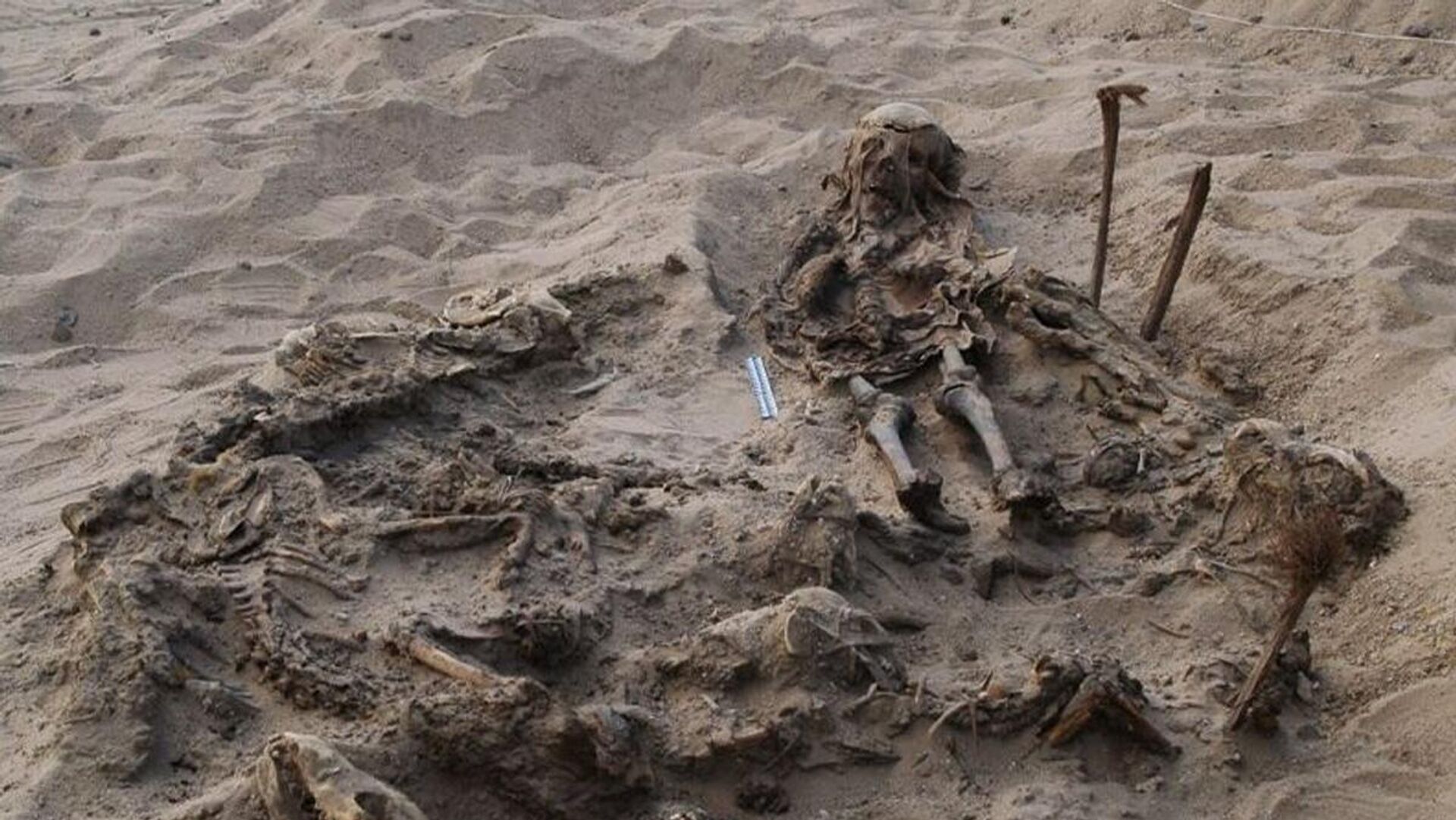 Захоронение восьмилетнего ребенка и 142 собак, обнаруженное во время раскопок в некрополе Фаюмского оазиса в Египте - РИА Новости, 1920, 18.01.2023