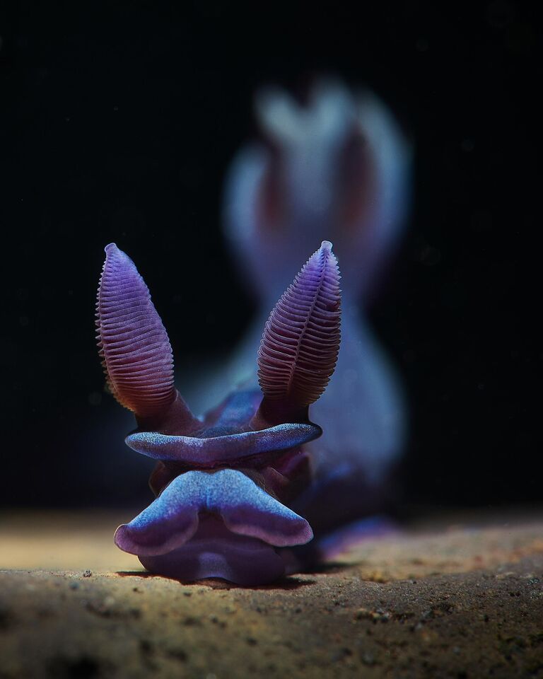 Работа фотографа Aleksei Permiakov Ribbed, победившая в номинации Nudibranch фотоконкурса 2022 Ocean Art Underwater Photo