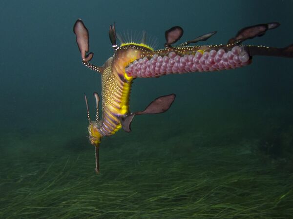 Работа фотографа PT Hirschfield A Male Weedy Seadragon Carries Pink Eggs On Its Tail, победившая в номинации Compact Behavior фотоконкурса 2022 Ocean Art Underwater Photo