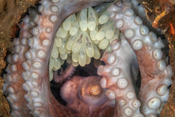 Работа фотографа Kat Zhou Octopus Mother, победившая в номинации Макро фотоконкурса 2022 Ocean Art Underwater Photo