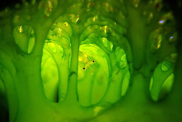 Работа фотографа Eunhee Cho E.T. The Extra-Terrestrial, победившая в номинации Compact Macro фотоконкурса 2022 Ocean Art Underwater Photo