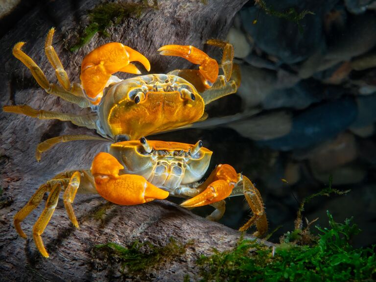 Работа фотографа Kuo-Wei Kao Mirror Reflection, победившая в номинации Портрет фотоконкурса 2022 Ocean Art Underwater Photo