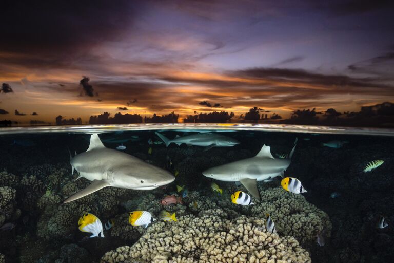 Работа фотографа Renee Capozzola Shark Trio, победившая в номинации фотоконкурса 2022 Ocean Art Underwater Photo