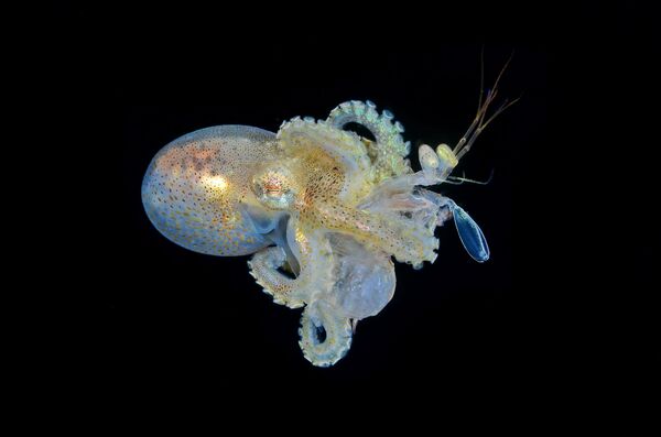 Работа фотографа Dennis Corpuz Octopus Attack, победившая в номинации Blackwater фотоконкурса 2022 Ocean Art Underwater Photo
