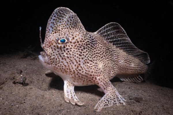 Работа фотографа Nicolas Remy  The Rare Spotted Hand-Fish from Tasmania, победившая в номинации Cold Water фотоконкурса 2022 Ocean Art Underwater Photo