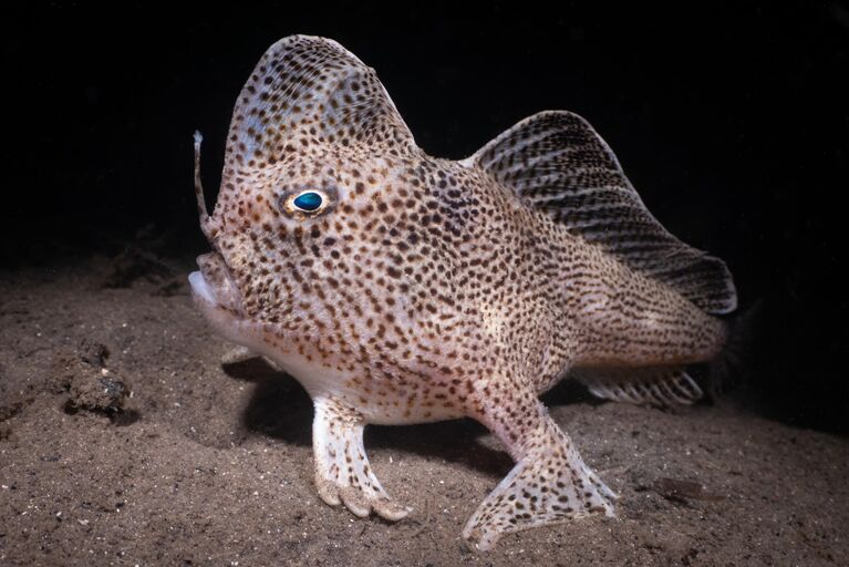 Работа фотографа Nicolas Remy  The Rare Spotted Hand-Fish from Tasmania, победившая в номинации Cold Water фотоконкурса 2022 Ocean Art Underwater Photo