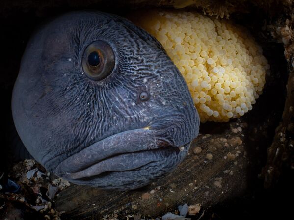 Работа фотографа  Galice Hoarau  Nest, победившая в номинации Marine Life Behavior фотоконкурса 2022 Ocean Art Underwater Photo
