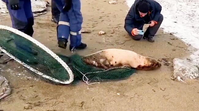 Спасатели выпускают детеныша тюленя в Охотское море