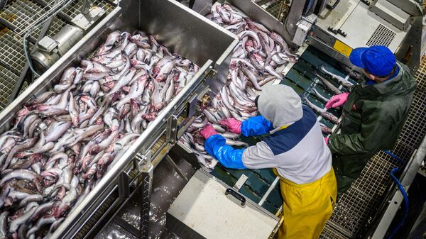 В Приморье работников рыбодобывающего предприятия заподозрили в контрабанде