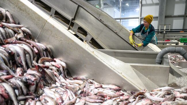 Евросоюз увеличил закупки рыбы из России до максимума с начала года