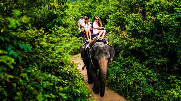 Туристы катаются на слоне в Таиланде