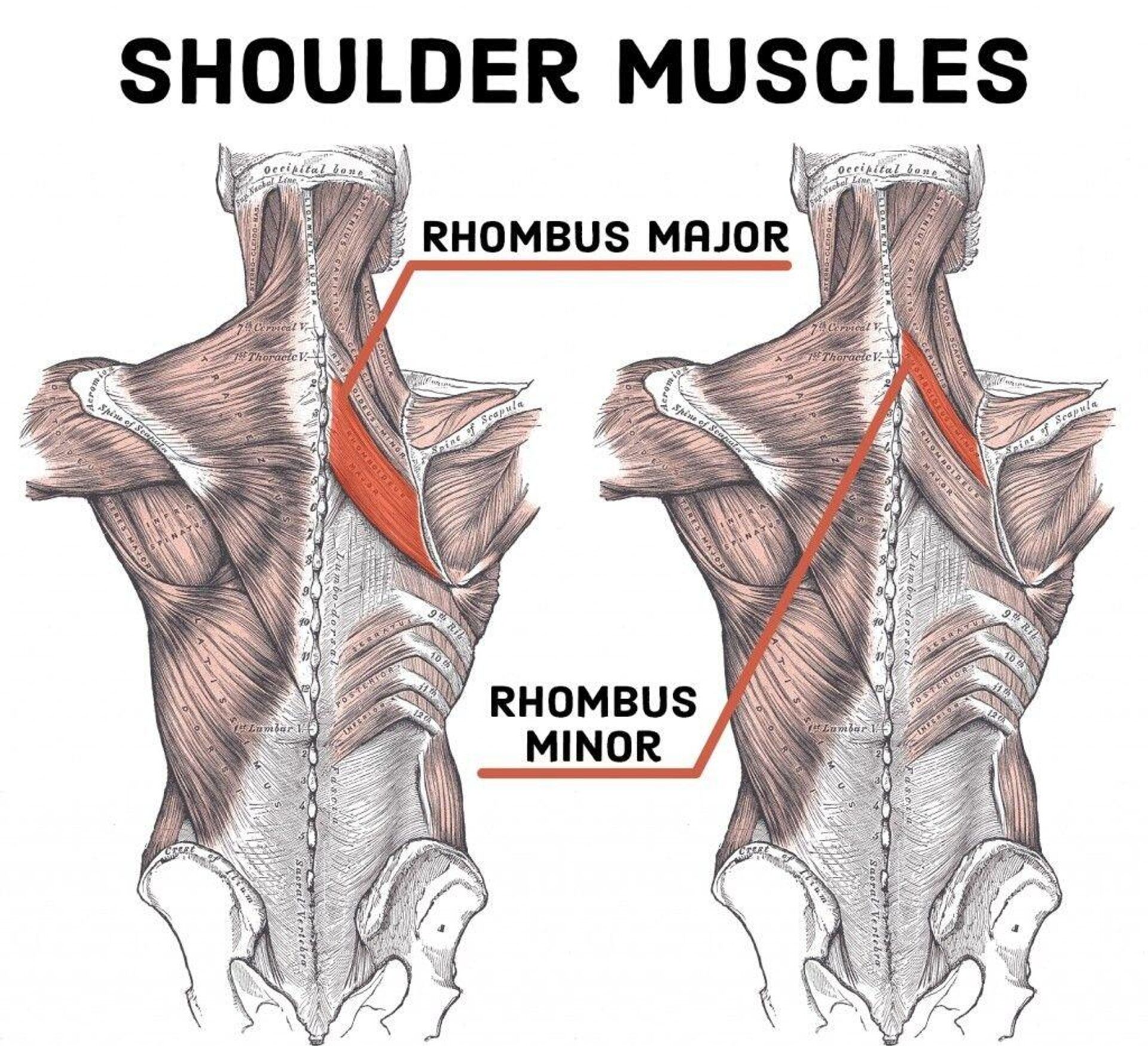 Ромбовидная мышца анатомия картинки спины