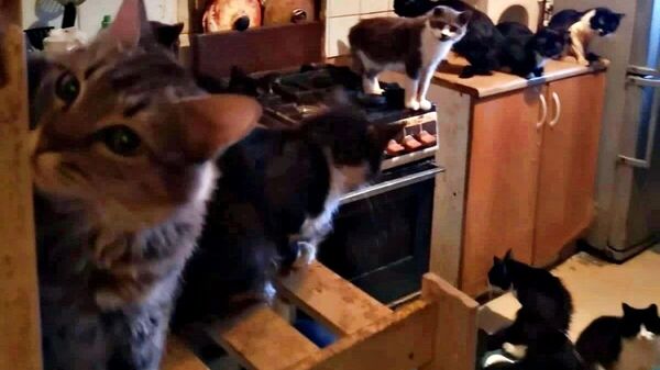 В Обнинске судебные приставы исполнили решение суда об освобождении жилого помещения в многоквартирном доме от около 100 кошек