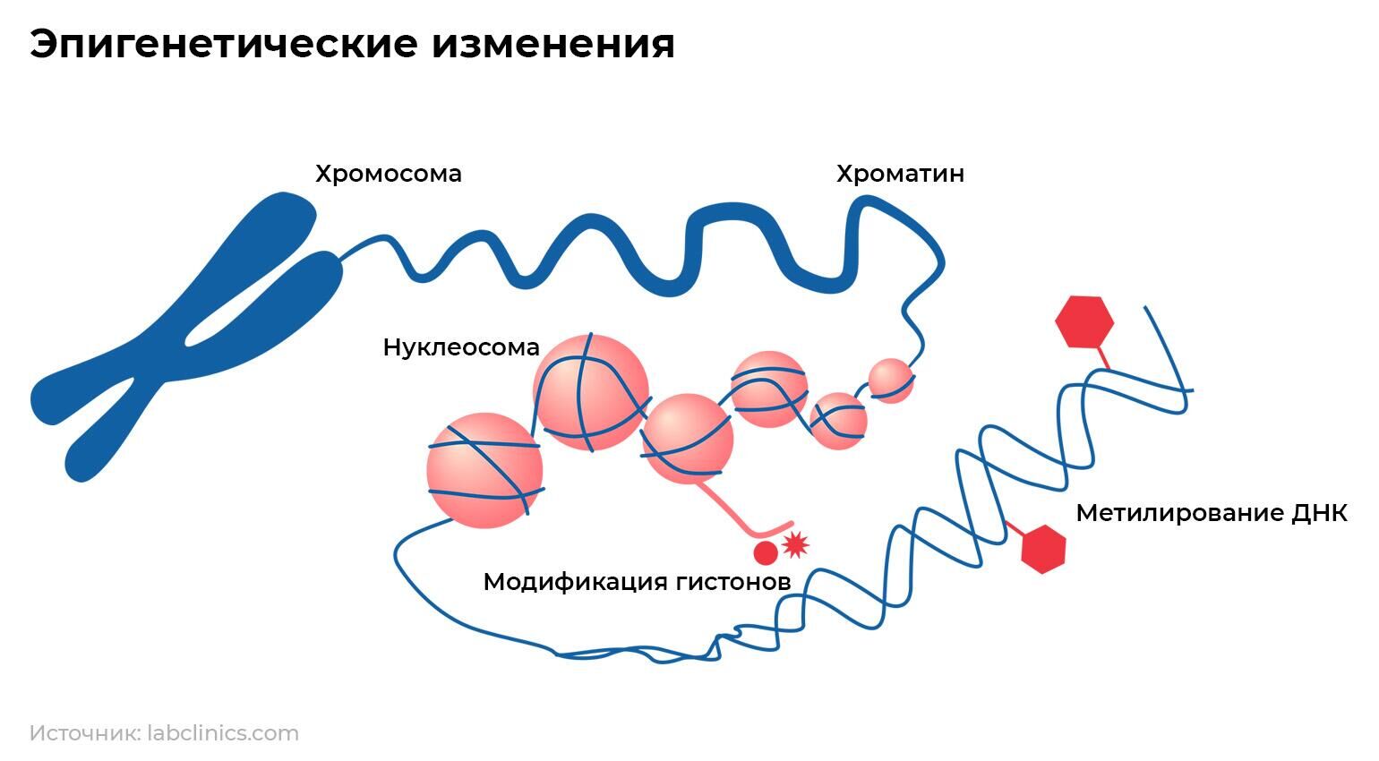 Эпигенетические изменения - РИА Новости, 1920, 21.12.2023