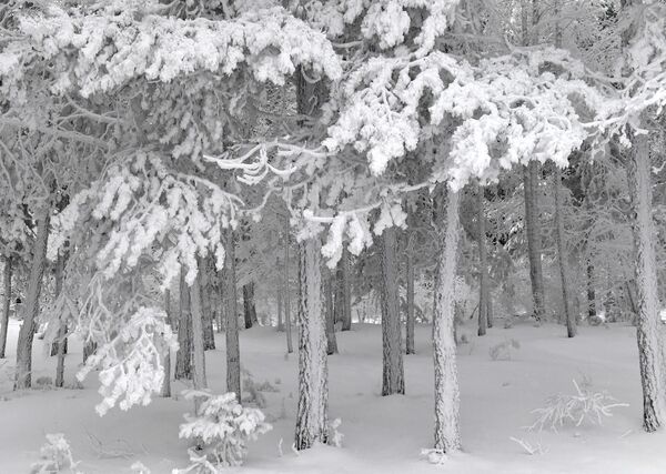 Лес, покрытый снегом и инеем после 40-градусных морозов, на берегу Енисея в окрестностях Красноярска