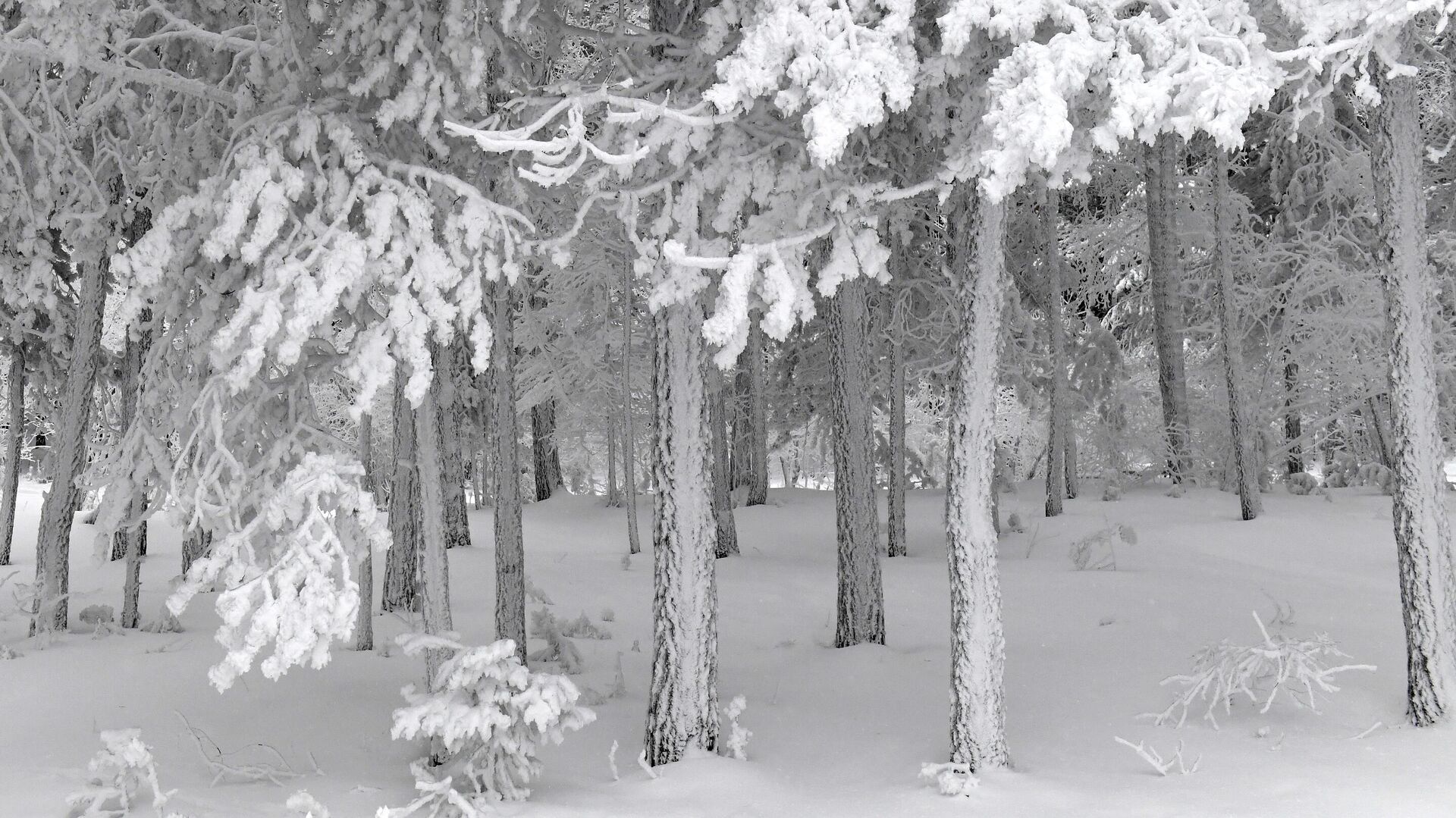 Лес покрытый снегом. Аномальные Морозы в январе 2017. Покрыто снегом синонимы. Красноярцы в сугробе на Столбах в Мороз.