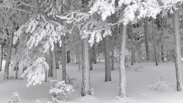 Лес, покрытый снегом и инеем
