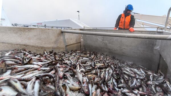 ВАРПЭ: запрет импорта продукции из российской рыбы ударит по самим США