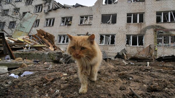 Бездомный кот у административного здания в городе Васильевка в Запорожской области, разрушенного в результате обстрела из РСЗО HIMARS со стороны Вооруженных сил Украины