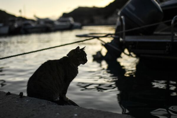 Кот на набережной Балаклавы