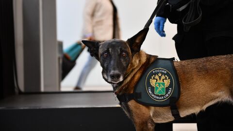 Служебная собака, задействованная в проверке багажа на таможенном посту в аэропорту Кольцово в Екатеринбурге
