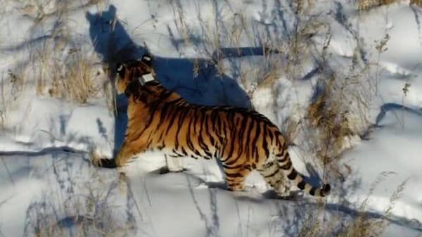 Тигрица Елена в Центре Амурский тигр