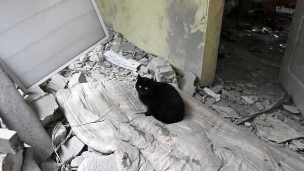 Кошка в кабинете районной больницы в Новоайдаре в ЛНР, по которой украинские военные нанесли удар из РСЗО HIMARS