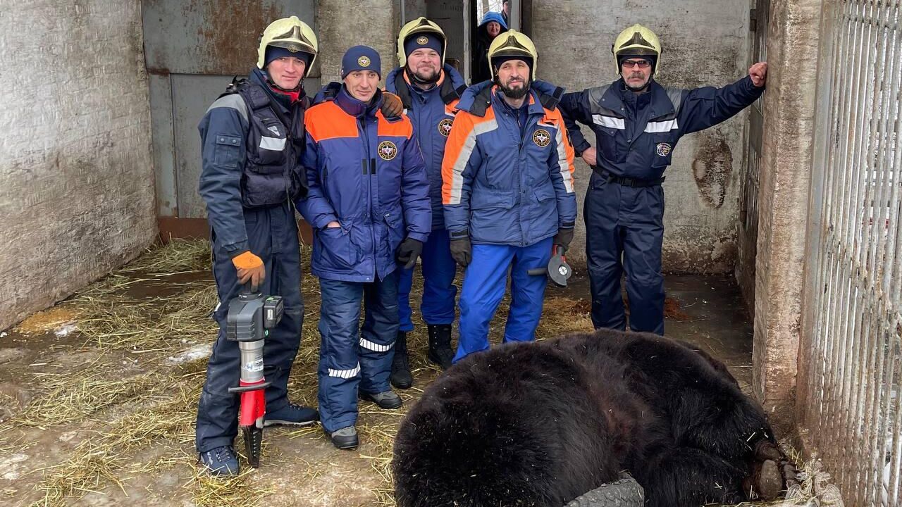 В Национальном конном парке Русь Ленинского района Московской области 400 килограммовый медведь Фёдор застрял в покрышке - РИА Новости, 1920, 30.01.2023