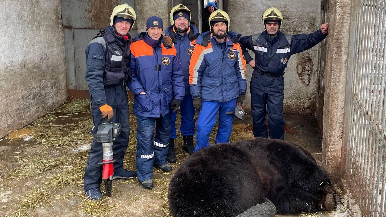 В Национальном конном парке Русь Ленинского района Московской области 400 килограммовый медведь Фёдор застрял в покрышке - РИА Новости, 1920, 30.01.2023