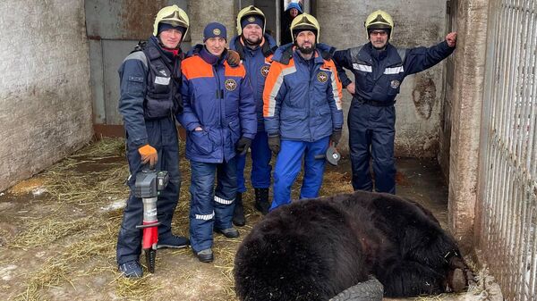 В Национальном конном парке Русь Ленинского района Московской области 400 килограммовый медведь Фёдор застрял в покрышке