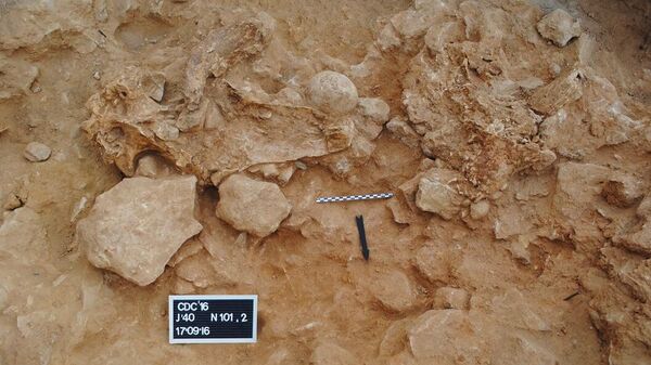 Раскопки участка, где был найден череп Stephanorhinus hemitoechus