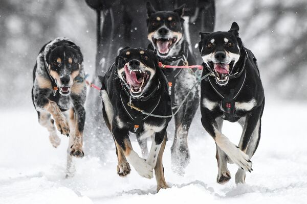 Собаки в упряжке одного из спортсменов на дистанции гонки чемпионата и первенства Новосибирской области по снежным дисциплинам ездового спорта Рождественский заезд - 2023 на территории ЦЕС Сила Сибирский Хаски