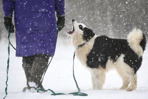 Собака одного из участников соревнований на дистанции гонки чемпионата и первенства Новосибирской области по снежным дисциплинам ездового спорта Рождественский заезд - 2023