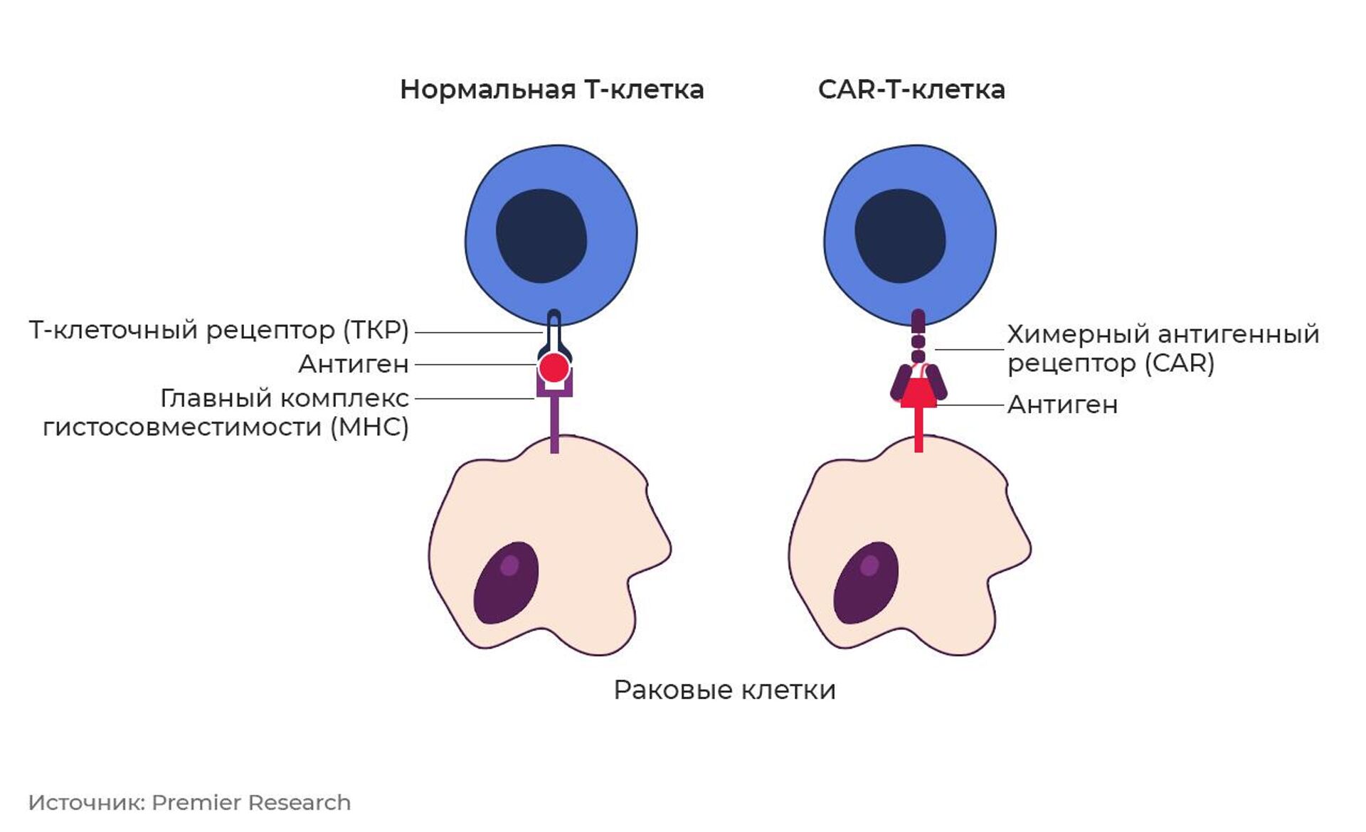 Взаимодействие нормальной (слева) и модифицированной Т-клетки с раковой клеткой - РИА Новости, 1920, 31.01.2023