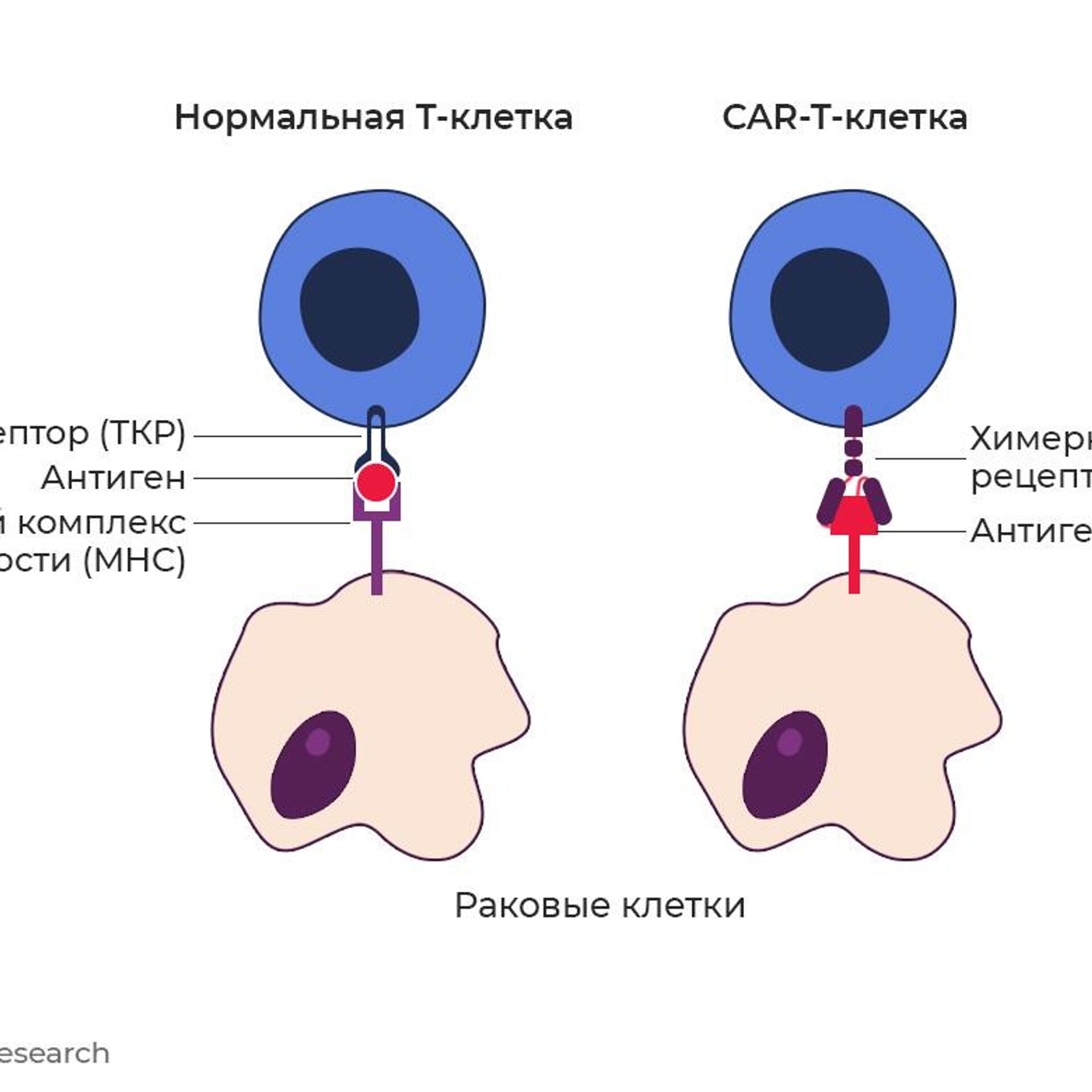 Спасли двадцать тысяч больных. Как развивается новый метод лечения рака -  РИА Новости, 03.02.2023