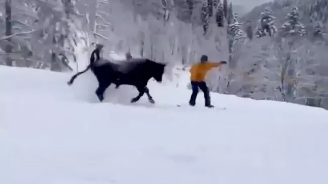 Бык на трассе горнолыжного курорта Роза Хутор