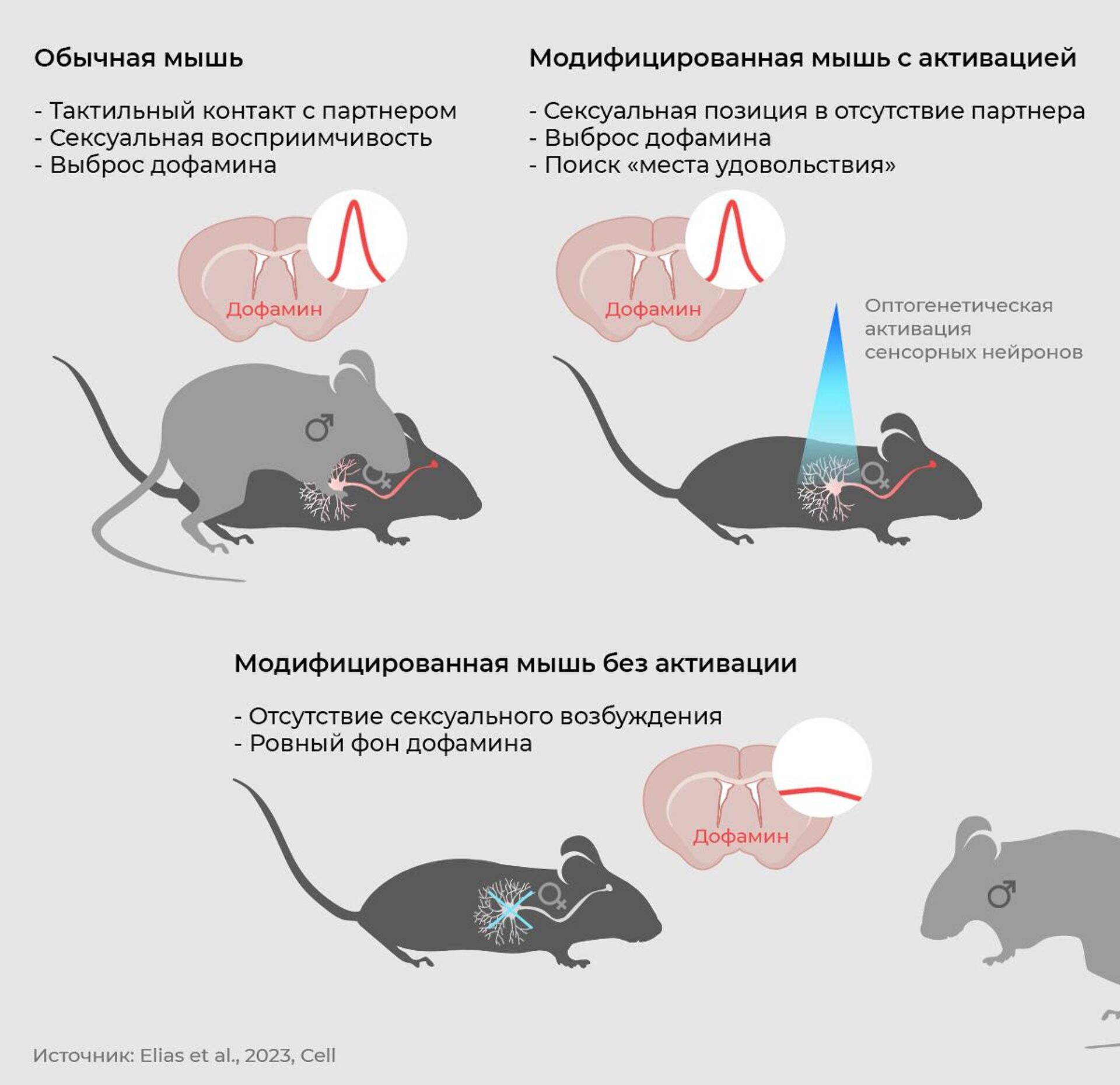 Реакция обычных и модифицированных мышей на реальные прикосновения и их имитацию - РИА Новости, 1920, 02.02.2023