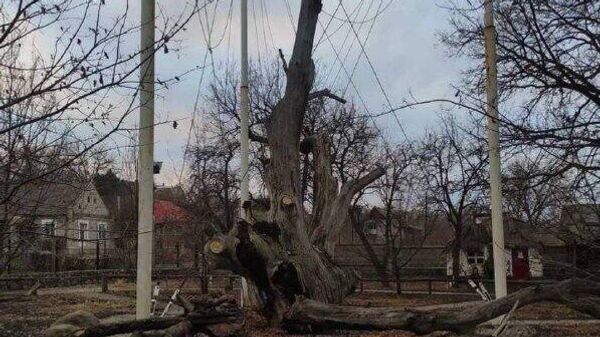 Упавший 700-летний дуб в Запорожской области