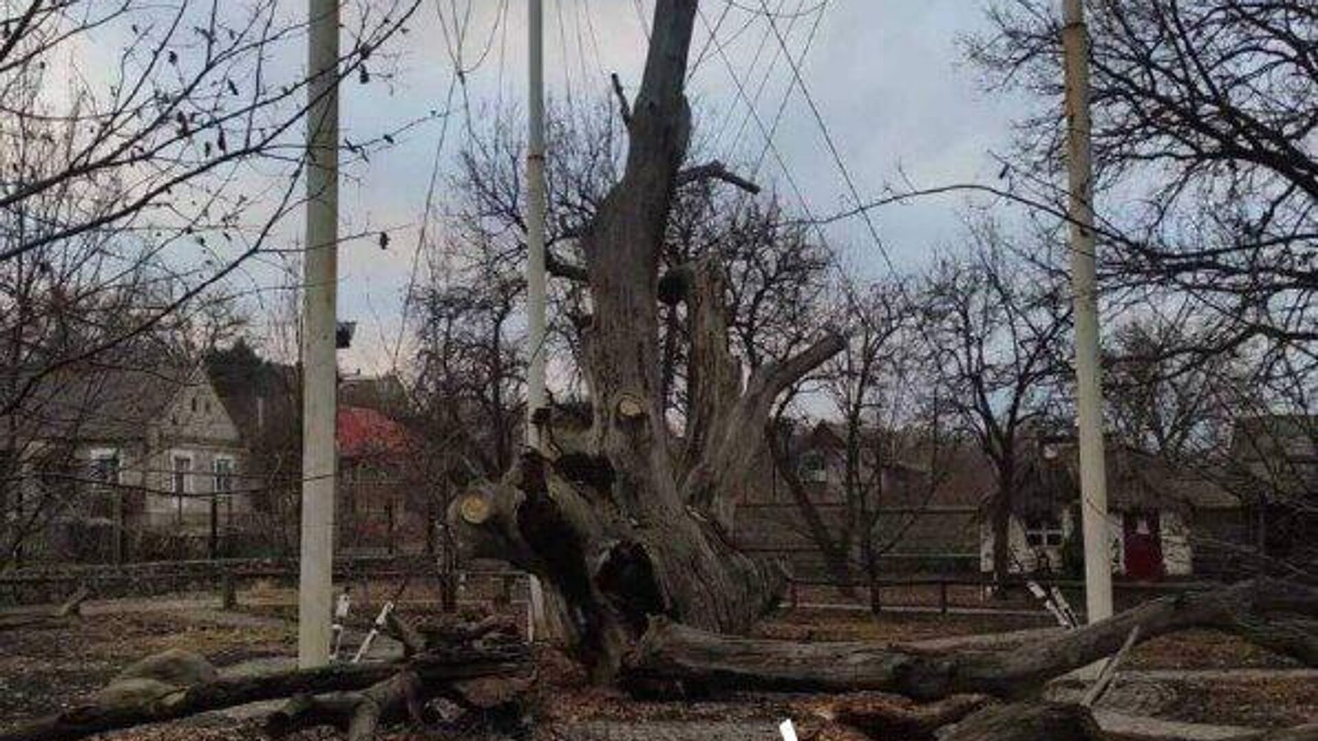 Упавший 700-летний дуб в Запорожской области - РИА Новости, 1920, 07.02.2023