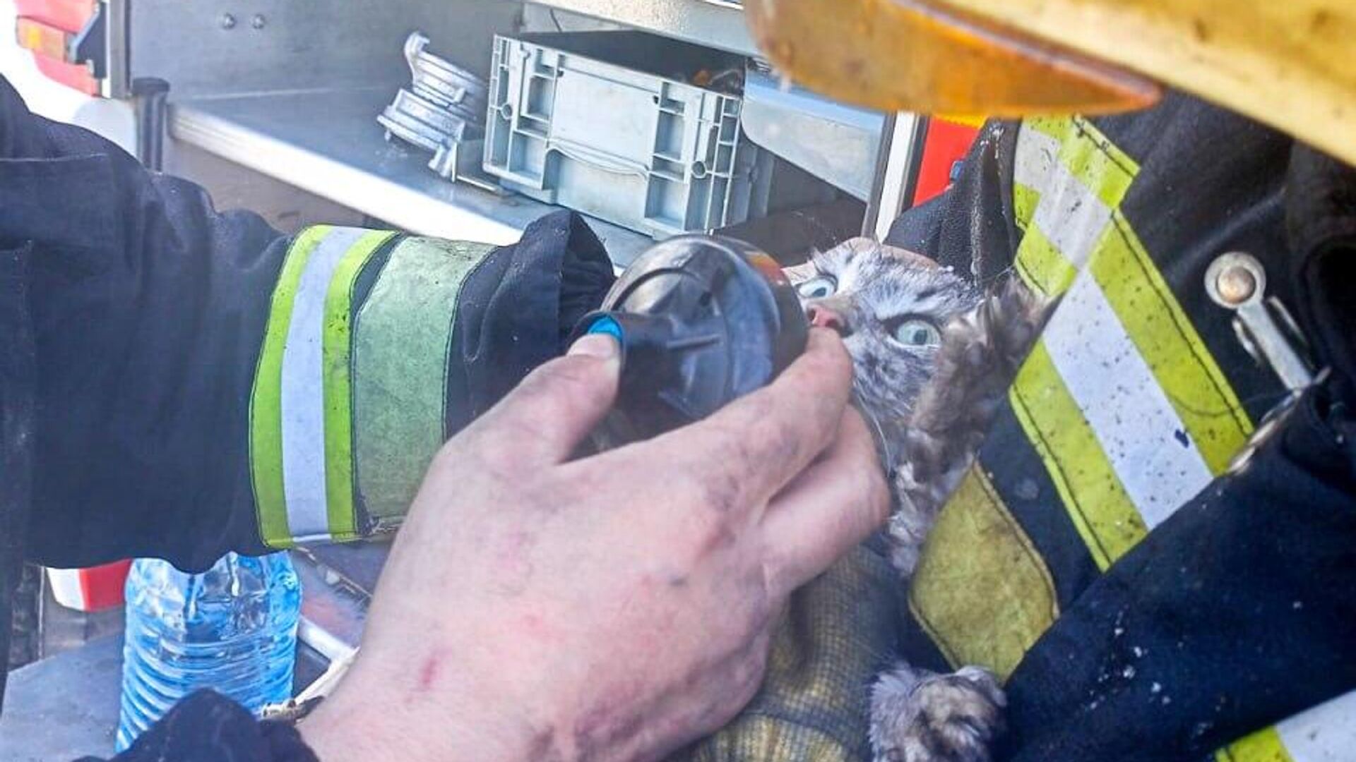 В ходе тушения пожара в Екатеринбурге огнеборцами спасены два кота - РИА Новости, 1920, 08.02.2023