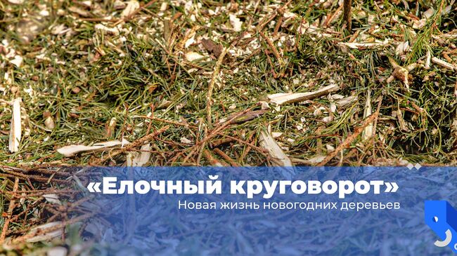 Елочный круговорот. Новая жизнь новогодних деревьев