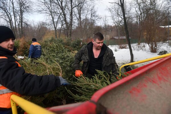 Сотрудники пункта приема Елочный круговорот в парке Кузьминки-Люблино в Москве укладывают елки в  измельчитель древесины для их переработки в щепу