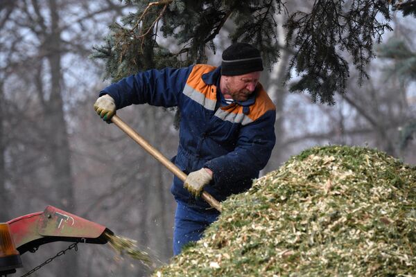 Переработка елок в щепу в пункте приема Елочный круговорот в парке Кузьминки-Люблино в Москве