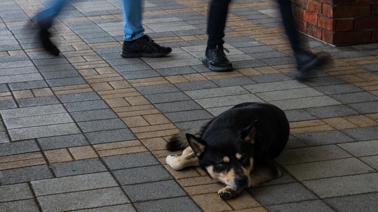 В приморском Артеме собачий жир сняли с продажи после шума в соцсетях - РИА  Новости, 29.03.2024