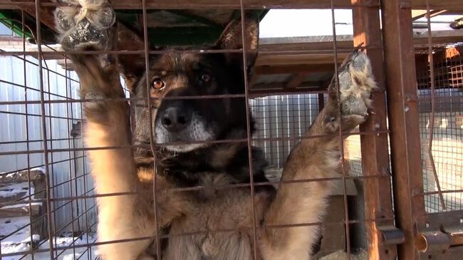 Приют в Саратовской области складирует трупы животных