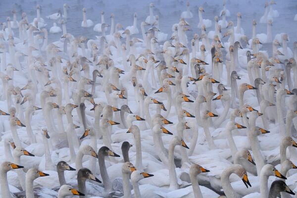 Лебеди-кликуны на Лебедином озере в Алтайском крае