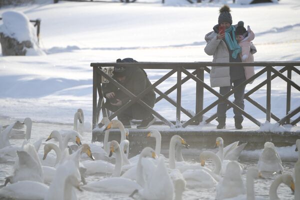 Туристы фотографируют лебедей, зимующих на Лебедином озере в Алтайском крае