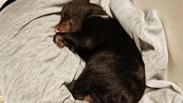 Медвежонок-сирота, найденный в лесу в Вологодской области