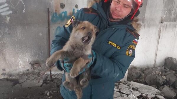 Камчатские спасатели спасли щенка, который застрял под бетонными плитами в заброшенном здании